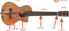 Tiếng Anh chuyên ngành âm nhạc (Phần 3) – Từ vựng các bộ phận đàn ukulele qua hình ảnh