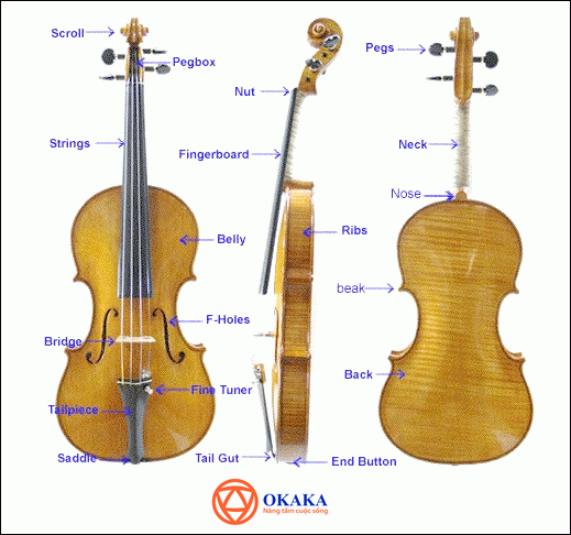 Tiếng Anh chuyên ngành âm nhạc (Phần 5) – Từ vựng các bộ phận đàn violin qua hình ảnh